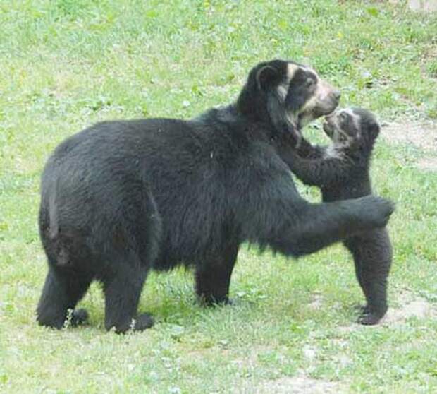 Самка и детёныш очкового медведя