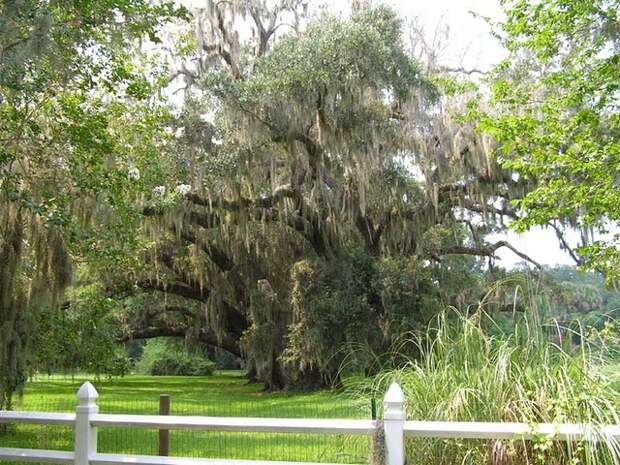 Этот загадочный испанский мох