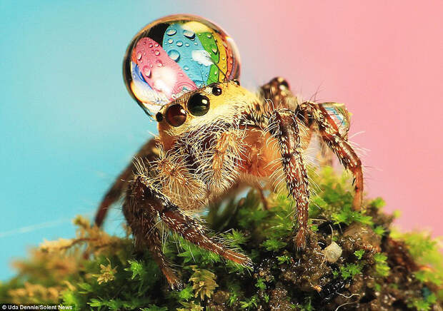 spiders01 spiders01 Умилительные пауки в шапочках из воды