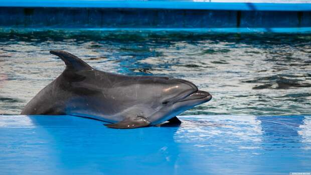 На побережье Севастополя найден дельфин со вспоротым брюхом