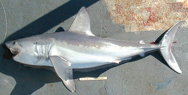 Сельдевая акула