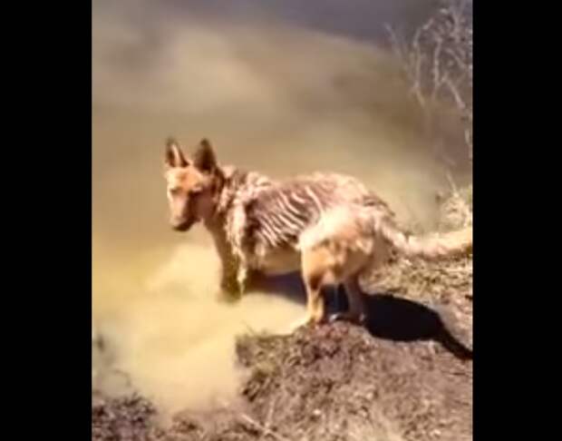 овчарка не хочет выходить из воды