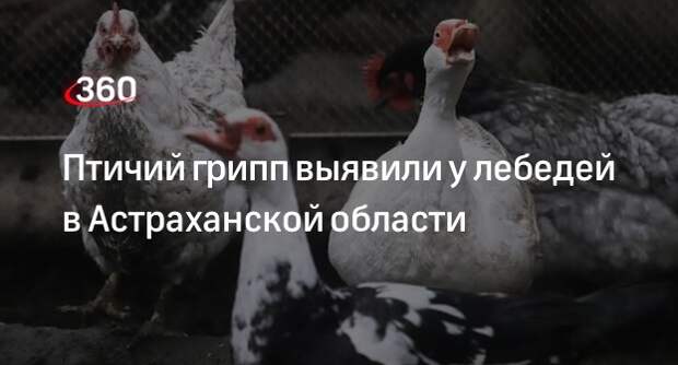 Птичий грипп выявили у погибших лебедей в Камызякском районе Астраханской области