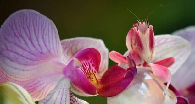 Картинки по запросу Orchid Mantis