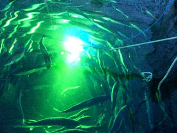 Подводный дрон, стреляющий из лазера по вшам на лососе (видео)