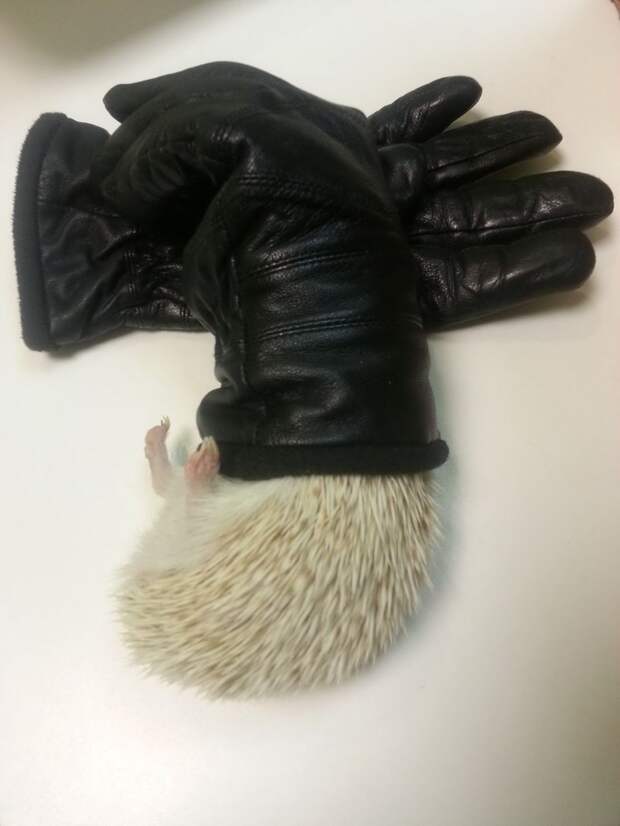 Смешные и забавные ёжики