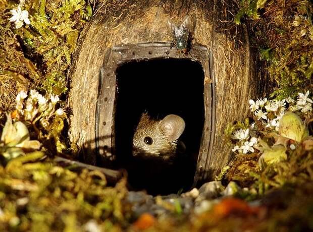 https://twizz.ru/wp-content/uploads/2018/11/miniature-mice-family-house-simon-dell-56.jpg