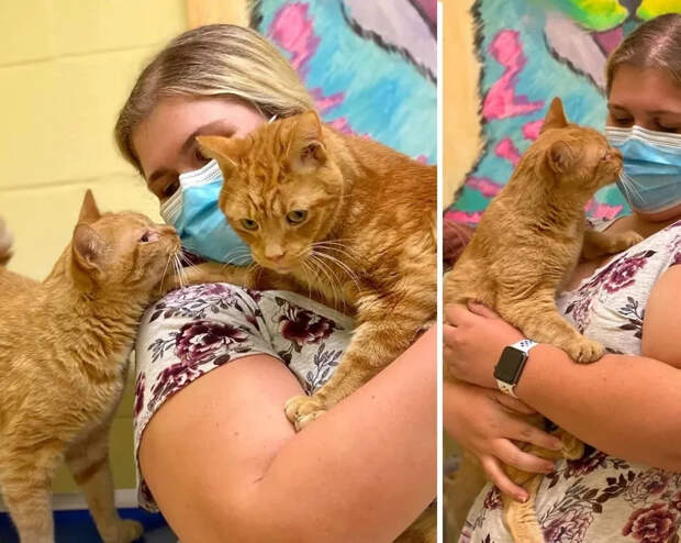 Без кота и жизнь не та