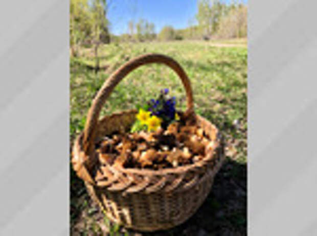 Фото: Елена Прилуцкая / vk.com/gribniki22rus