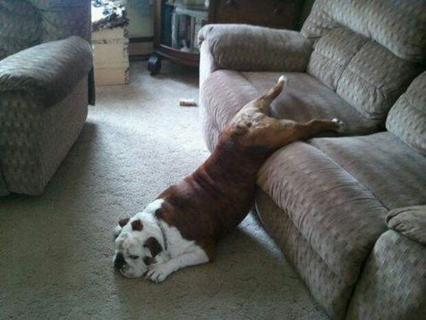 funny_animals_sleeping_14