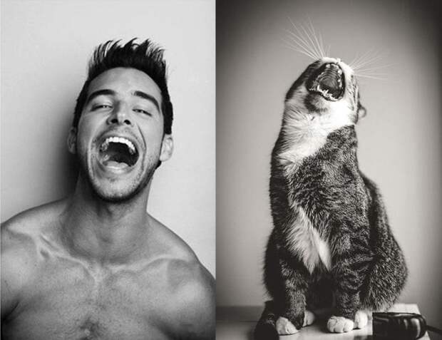 20 забавных коллажей, на которых наглядно видно, что у котов и красивых мужчин есть что-то общее животные, кот, кошки, мужчина, поза, прикол, юмор