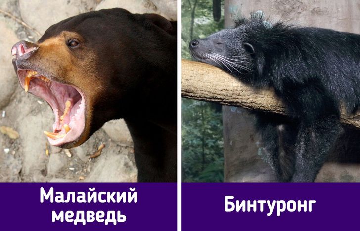 Подборка занимательных фактов о Малайзии