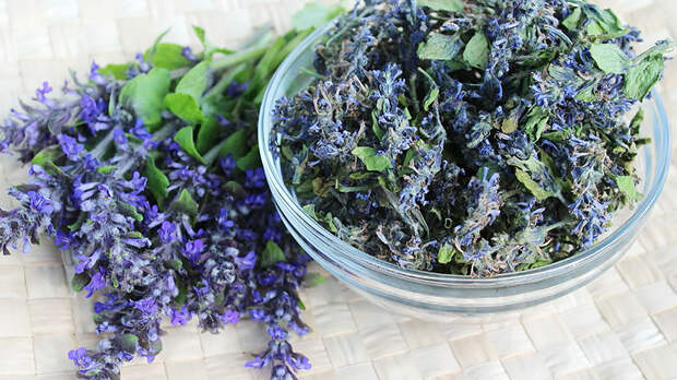 Живучка для желудка