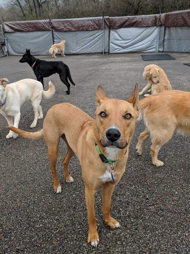 Идеальный снимок: 30 псов приняли участие в коллективном селфи в американском питомнике животные, кадр, милота, питомник, селфи, снимок, собака