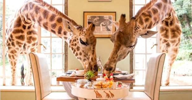 Уникальный отель Giraffe Manor предлагает обеды с жирафами