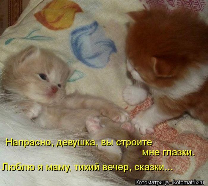 Лучшие котоматрицы недели Лучшие котоматрицы недели