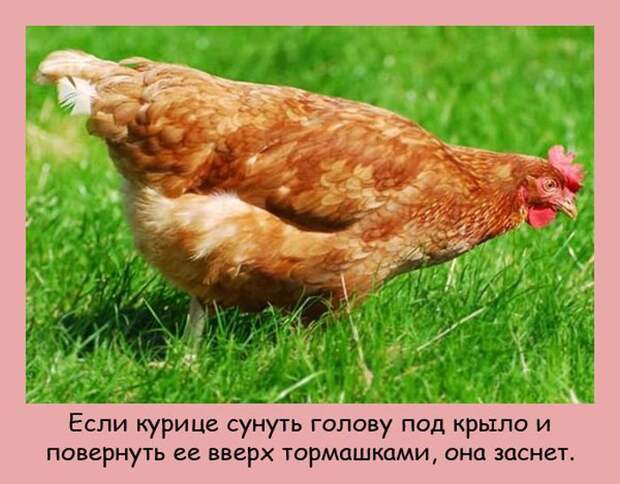 Интересные факты в картинках (20 фото) Интересные факты в картинках (20 фото)