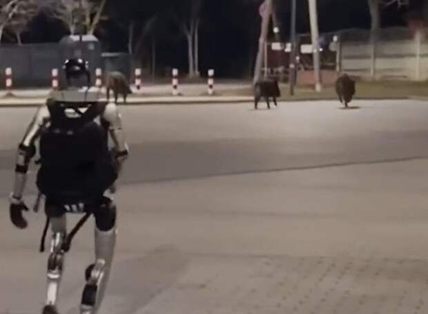 Человекоподобный робот прогнал диких кабанов с улицы в Варшаве