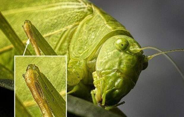 10 невероятных фактов о насекомых