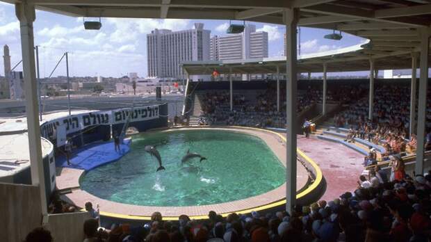 Дельфинарий в 1981 году. Фото: Яаков Саар, 