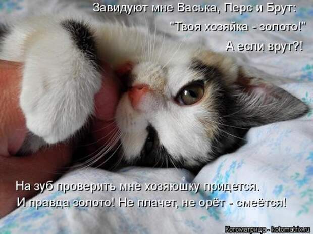 Новая котоматрица для всех! (36 фото)