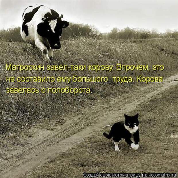 Котоматрицы(картинки с надписями)