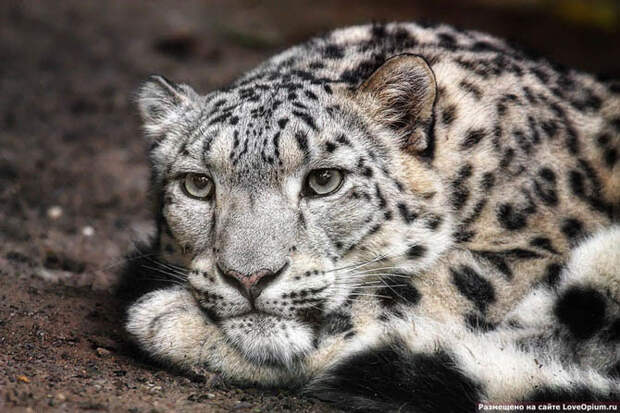 Портреты животных