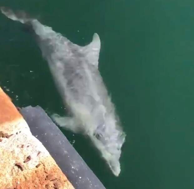 В опустевшую Венецию приплыли дельфины
