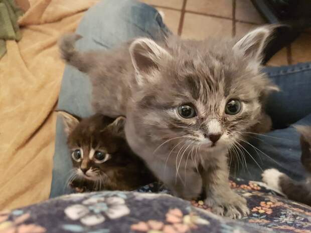 Без кота и жизнь не та
