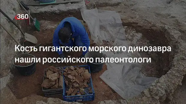 Самарские палеонтологи нашли останки необычно крупного морского динозавра