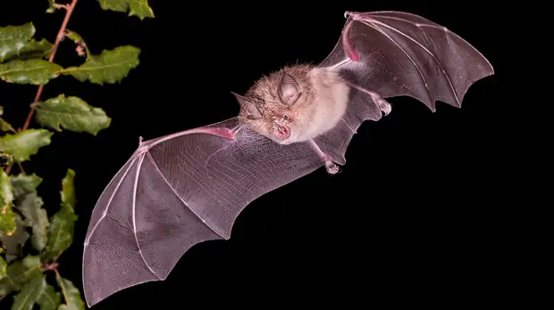 Проект США на Украине и в Грузии по патогенам летучих мышей начался накануне пандемии