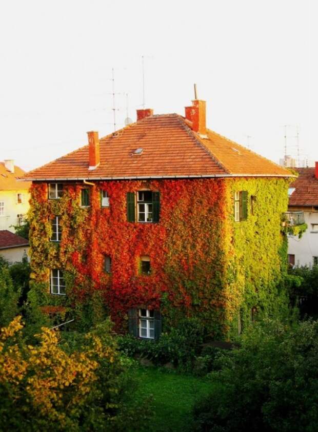 ivy19 727x990 Дома, утопающие в зелени