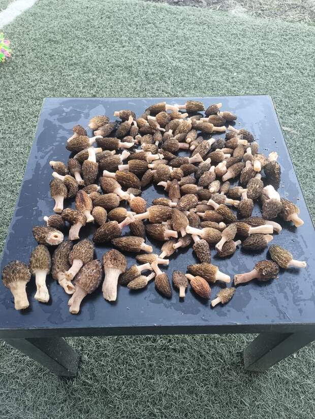 Фото: Руслан Муравьев / vk.com/gribniki22rus