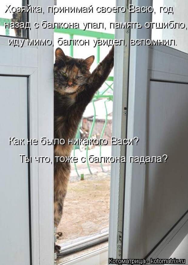 Свежая котоматрица для всех (33 фото)