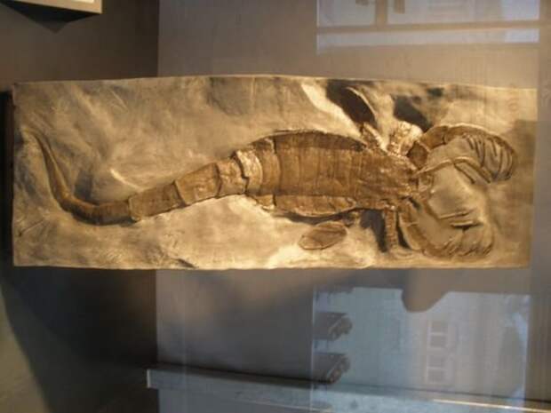 Окаменевший огромный "коготь" - длиной 49 см, угадайте какому гиганту он принадлежал? интересно, наука, окаменелости, палеонтология