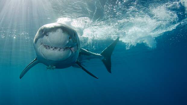 Great White Shark facing forward