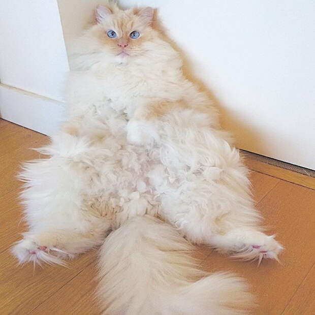Невероятный кот, который утопает в собственной шерсти