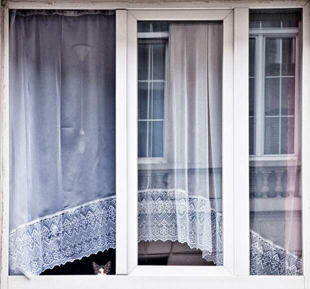 меланхоличные коты ждут хозяина у окна (4)