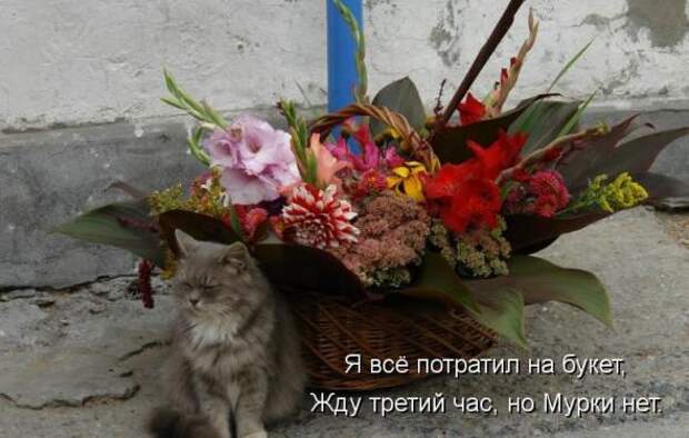 Усатый и хвостатый (котоматрица)