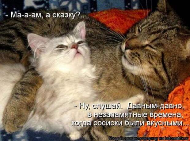 Котоматрицы(картинки с надписями)