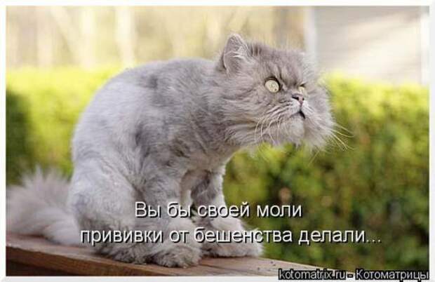 Котоматрицы(картинки с надписями)