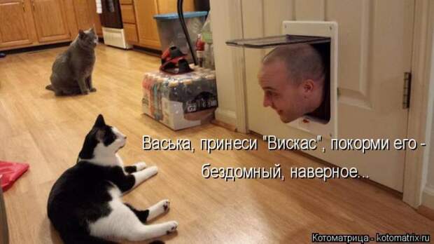 Лучшие котоматрицы недели (50 фото)