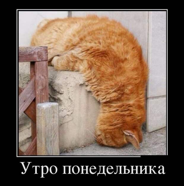 Демотиваторы