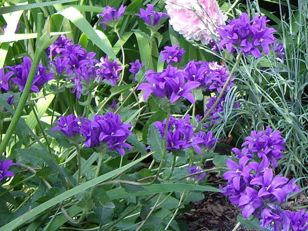 http://www.floraprice.ru/v2/wp-content/uploads/2012/01/kolokol3.jpg