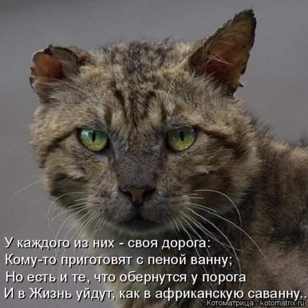 Новая котоматрица (36 фото)