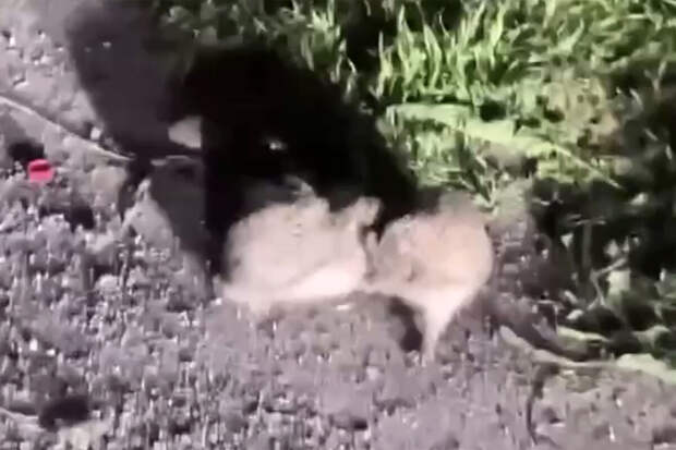 В Дагестане на видео попала драка ежей на проезжей части