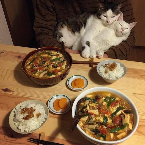 Главное — послеобеденный сон дегустация, еда, животные, кот, коты, позитив, реакция, юмор