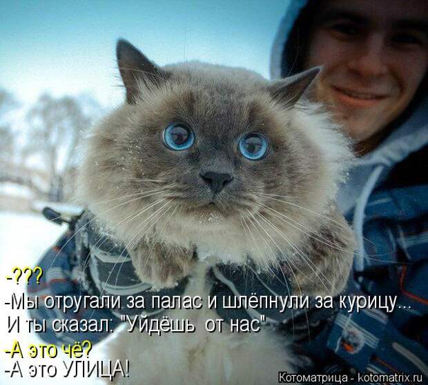 Котоматрица: -??? -Мы отругали за палас и шлёпнули за курицу... И ты сказал: "Уйдёшь  от нас" -А это чё? -А это УЛИЦА!