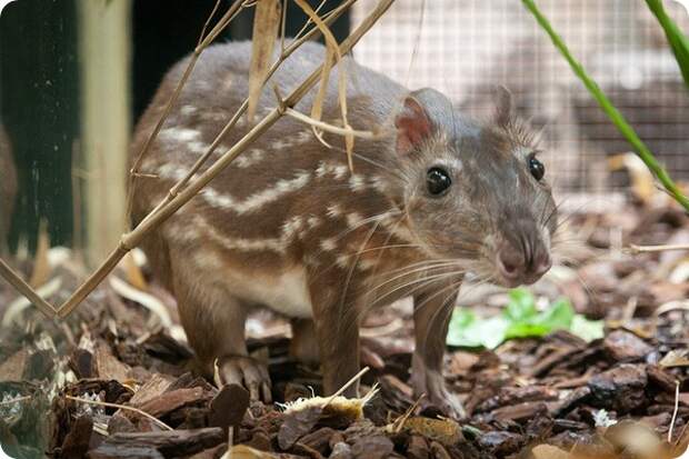 Пака (лат. Cuniculus paca)