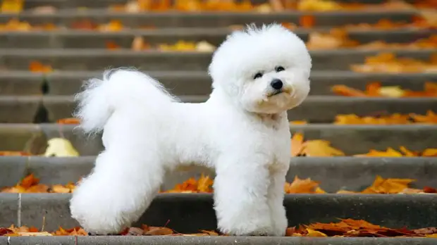 Давайте жить дружно: 6 пород собак, которые отлично уживутся с кошками